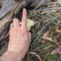 Corunastylis clivicola (Rufous midge orchid) at Denman Prospect 2 Estate Deferred Area (Block 12) - 20 Feb 2022 by mainsprite