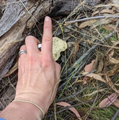 Corunastylis clivicola (Rufous midge orchid) at Molonglo Valley, ACT - 21 Feb 2022 by mainsprite