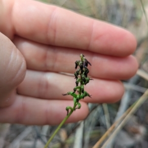 Corunastylis clivicola at Molonglo Valley, ACT - 21 Feb 2022