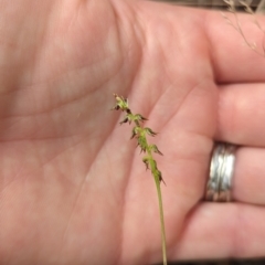 Corunastylis clivicola at Molonglo Valley, ACT - 21 Feb 2022