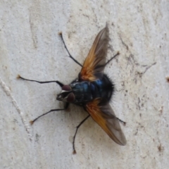 Chetogaster violacea/viridis (complex) (Bristle Fly) at Black Mountain - 6 Feb 2022 by Christine