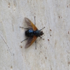 Chetogaster violacea/viridis (complex) at Molonglo Valley, ACT - 6 Feb 2022