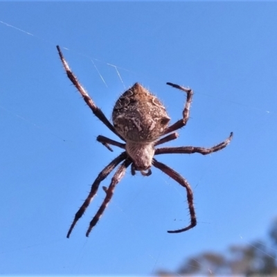 Araneinae (subfamily) (Orb weaver) at Stromlo, ACT - 14 Feb 2022 by BarrieR