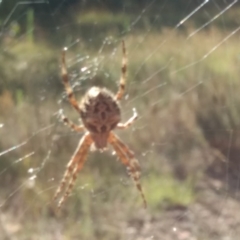 Araneinae (subfamily) (Orb weaver) at Block 402 - 14 Feb 2022 by BarrieR