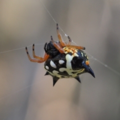 Austracantha minax (Christmas Spider, Jewel Spider) at Block 402 - 14 Feb 2022 by BarrieR