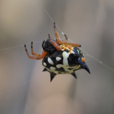 Austracantha minax (Christmas Spider, Jewel Spider) at Stromlo, ACT - 15 Feb 2022 by BarrieR