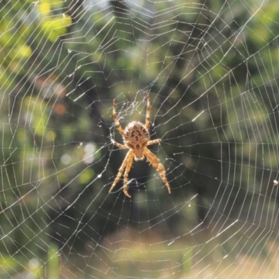 Araneinae (subfamily) (Orb weaver) at Stromlo, ACT - 14 Feb 2022 by BarrieR