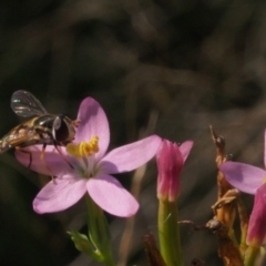 Syrphini sp. (tribe) (Unidentified syrphine hover fly) at Piney Ridge - 14 Feb 2022 by BarrieR