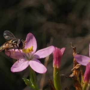 Syrphini sp. (tribe) at Stromlo, ACT - 15 Feb 2022