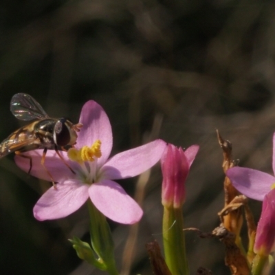 Syrphini sp. (tribe) (Unidentified syrphine hover fly) at Block 402 - 14 Feb 2022 by BarrieR