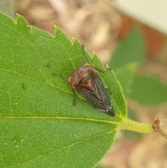 Eurymeloides lineata (Lined gumtree hopper) at Turner, ACT - 21 Feb 2022 by LD12