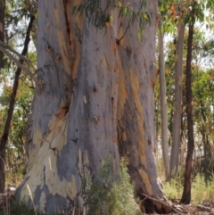 Eucalyptus mannifera (Brittle Gum) at Stromlo, ACT - 14 Feb 2022 by BarrieR