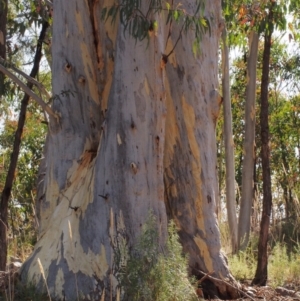 Eucalyptus mannifera at Stromlo, ACT - 15 Feb 2022 10:13 AM