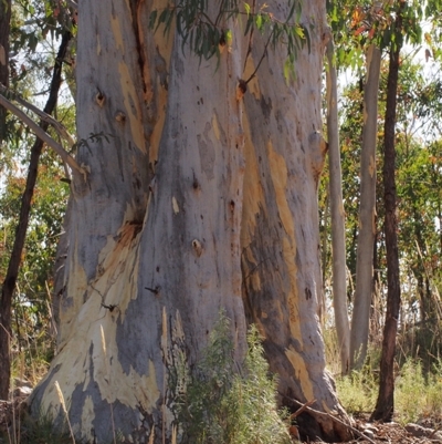 Eucalyptus mannifera (Brittle Gum) at Stromlo, ACT - 15 Feb 2022 by BarrieR