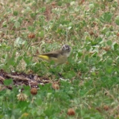 Acanthiza chrysorrhoa (Yellow-rumped Thornbill) at Hume, ACT - 20 Feb 2022 by RodDeb