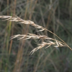 Rytidosperma sp. (Wallaby Grass) at Stromlo, ACT - 14 Feb 2022 by BarrieR