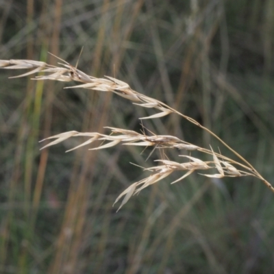Rytidosperma sp. (Wallaby Grass) at Stromlo, ACT - 14 Feb 2022 by BarrieR