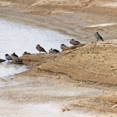 Chenonetta jubata (Australian Wood Duck) at Environa, NSW - 20 Feb 2022 by RodDeb