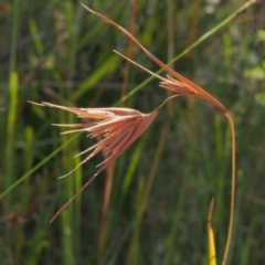 Themeda triandra (Kangaroo Grass) at Stromlo, ACT - 14 Feb 2022 by BarrieR