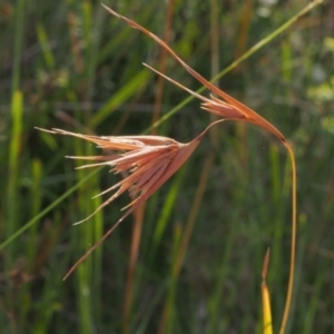 Themeda triandra at Stromlo, ACT - 15 Feb 2022