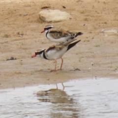 Charadrius melanops (Black-fronted Dotterel) at Tralee, NSW - 20 Feb 2022 by RodDeb