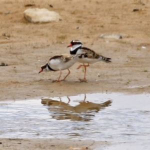 Charadrius melanops at Tralee, NSW - 20 Feb 2022 01:34 PM