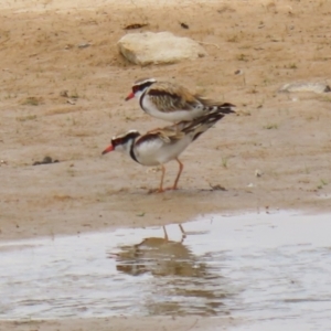 Charadrius melanops at Tralee, NSW - 20 Feb 2022 01:34 PM