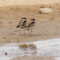 Charadrius melanops at Tralee, NSW - 20 Feb 2022 01:34 PM