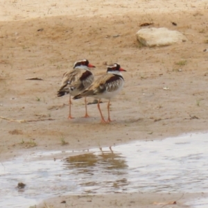 Charadrius melanops at Tralee, NSW - 20 Feb 2022