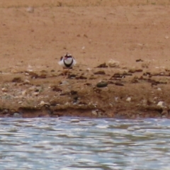 Charadrius melanops (Black-fronted Dotterel) at QPRC LGA - 20 Feb 2022 by RodDeb