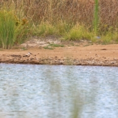 Charadrius melanops at Tralee, NSW - 20 Feb 2022