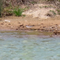 Charadrius melanops at Tralee, NSW - 20 Feb 2022