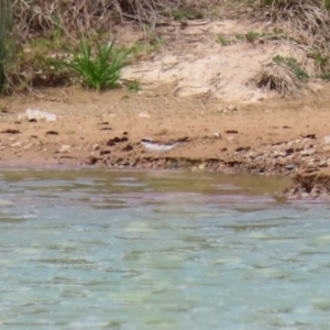 Charadrius melanops at Tralee, NSW - 20 Feb 2022 01:59 PM