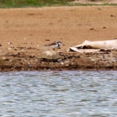 Charadrius melanops at Tralee, NSW - 20 Feb 2022 01:59 PM