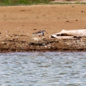 Charadrius melanops at Tralee, NSW - 20 Feb 2022 01:59 PM