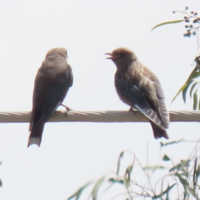 Artamus cyanopterus cyanopterus (Dusky Woodswallow) at Tralee, NSW - 20 Feb 2022 by RodDeb