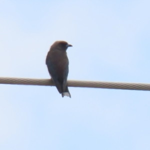 Artamus cyanopterus at Tralee, NSW - 20 Feb 2022 01:54 PM