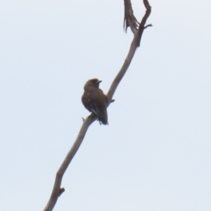 Artamus cyanopterus at Tralee, NSW - 20 Feb 2022 01:54 PM