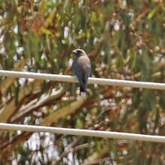 Artamus cyanopterus at Tralee, NSW - 20 Feb 2022 01:54 PM