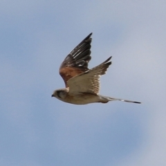 Falco cenchroides (Nankeen Kestrel) at Hume, ACT - 20 Feb 2022 by RodDeb