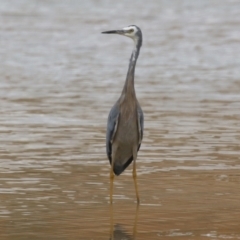 Egretta novaehollandiae (White-faced Heron) at QPRC LGA - 20 Feb 2022 by RodDeb