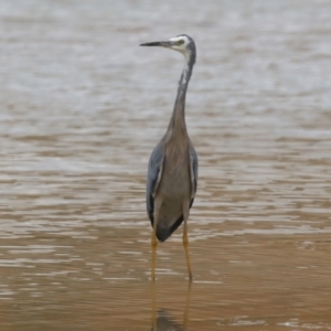 Egretta novaehollandiae at Environa, NSW - 20 Feb 2022 02:02 PM