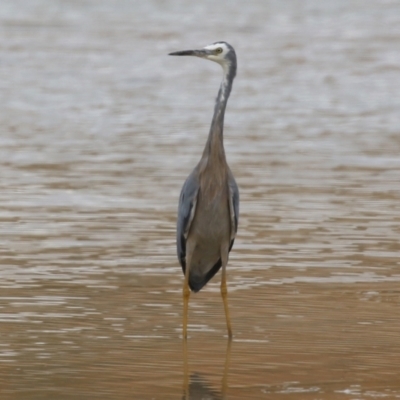 Egretta novaehollandiae (White-faced Heron) at Environa, NSW - 20 Feb 2022 by RodDeb