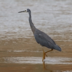 Egretta novaehollandiae at Environa, NSW - 20 Feb 2022 02:02 PM