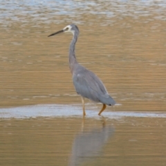 Egretta novaehollandiae at Environa, NSW - 20 Feb 2022 02:02 PM