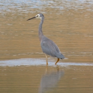 Egretta novaehollandiae at Environa, NSW - 20 Feb 2022 02:02 PM