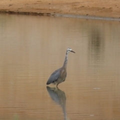 Egretta novaehollandiae at Environa, NSW - 20 Feb 2022 02:02 PM