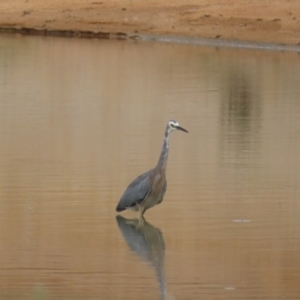 Egretta novaehollandiae at Environa, NSW - 20 Feb 2022