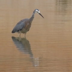 Egretta novaehollandiae at Environa, NSW - 20 Feb 2022 02:02 PM