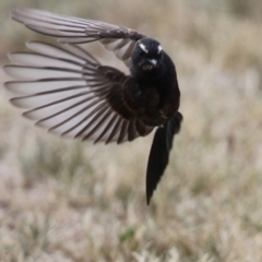 Rhipidura leucophrys (Willie Wagtail) at Hume, ACT - 20 Feb 2022 by RodDeb